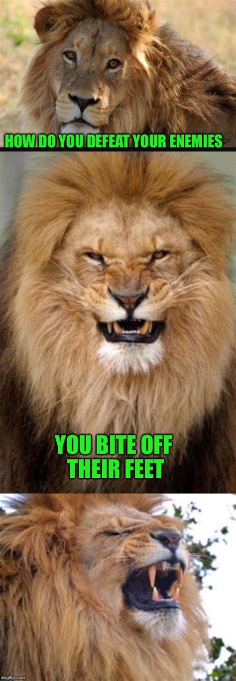 funny lion memes|defeated lion meme.